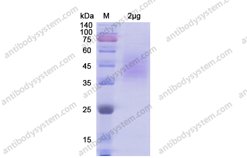 Recombinant Human CD102/ICAM2 Protein, C-His