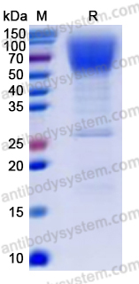 Recombinant Human CD66a/CEACAM1 Protein, C-His