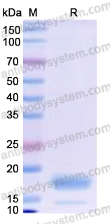 Recombinant Human CD59 Protein, C-His