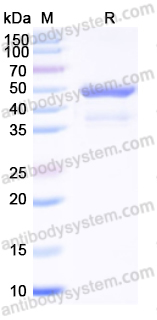 Recombinant Human CD99 Protein, C-Fc