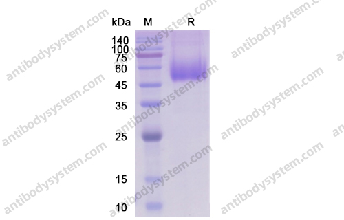 Recombinant Human CD155/PVR Protein, C-His