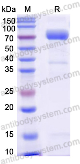 Recombinant Human CD1d Protein, C-Fc