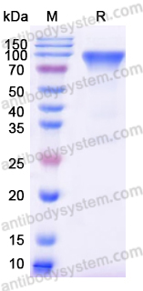 Recombinant Human NPR1/NPR-A Protein, C-Fc