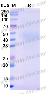 Recombinant Human CD44 Protein, C-His