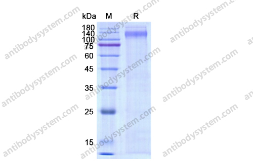 Recombinant Human CD62P/SELP Protein, C-His