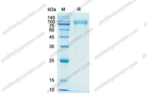 Recombinant Human CD31/PECAM1 Protein, C-His