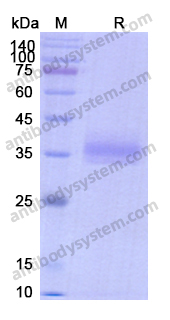 Recombinant Human CD326/EPCAM Protein, C-His