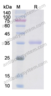 Recombinant Human NPPB Protein, C-Fc