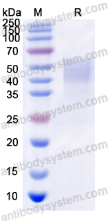 Recombinant Human CD127/IL7R Protein, C-His