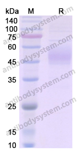 Recombinant Human FLT1 Protein, C-His