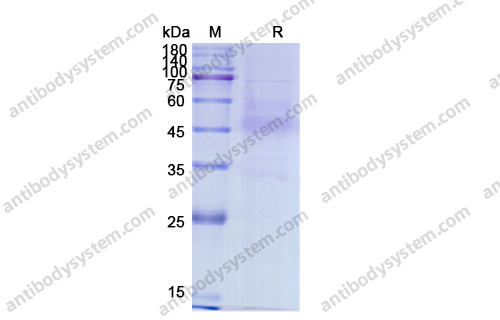 Recombinant Human CD138/SDC1 Protein, C-His