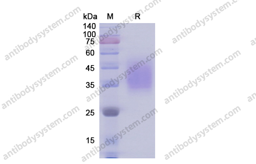 Recombinant Human CD58/LFA3 Protein, C-His