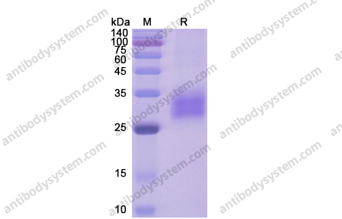 Recombinant Human CD120a/TNFRSF1A Protein, C-His