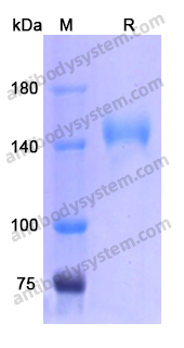 Recombinant Human CD22 Protein, C-Fc