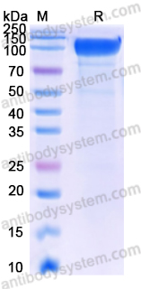 Recombinant Human CD22 Protein, C-His