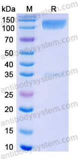 Recombinant Human MAG Protein, C-Fc