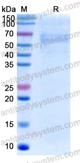 Recombinant Human CD204/MSR1 Protein, C-His