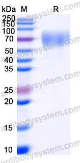 Recombinant Human CD332/FGFR2 Protein, C-His