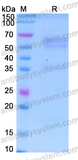 Recombinant Human CD72 Protein, C-Fc