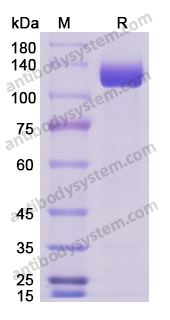 Recombinant Human ERBB3/HER3 Protein, C-Fc