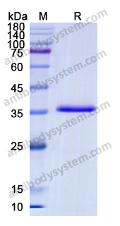 Recombinant Human CD9 Protein, N-Fc