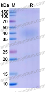 Recombinant Human CD334/FGFR4 Protein, C-His