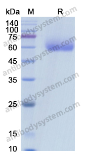 Recombinant Human CD333/FGFR3 Protein, C-His