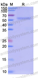 Recombinant Human CD252/TNFSF4 Protein, N-Fc