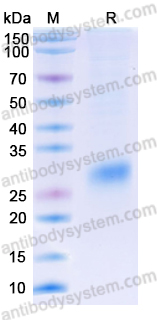 Recombinant Human CD252/TNFSF4/OX40L Protein, C-His