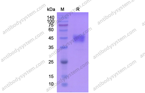 Recombinant Human CD24 Protein, C-Fc