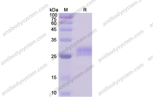 Recombinant Human CD40/TNFRSF5 Protein, C-His