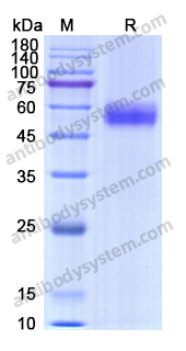 Recombinant Human CD159a/KLRC1 Protein, N-Fc