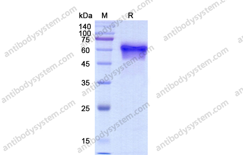 Recombinant Human CD27 Protein, C-Fc