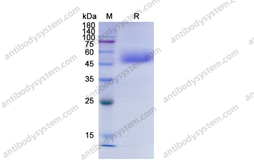 Recombinant Human CD121b/IL1R2 Protein, C-His