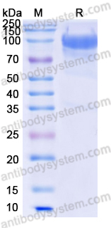 Recombinant Human CD34 Protein, C-Fc