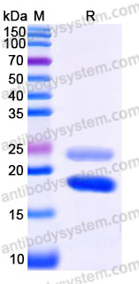 Recombinant Human CTGF/CCN2 Protein, Tag free