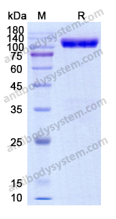 Recombinant Human EPHA3 Protein, C-Fc