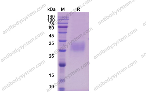 Recombinant Human IL12A/IL-12 p35/NKSF1 Protein, C-Strep