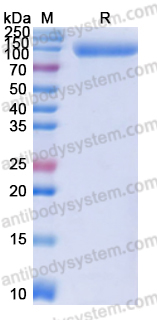 Recombinant Human CD6 Protein, C-Fc