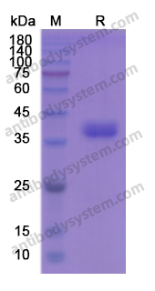 Recombinant Human CD52 Protein, C-Fc