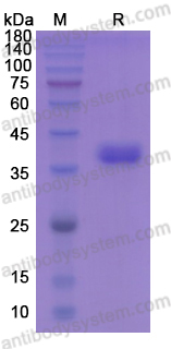 Recombinant Human CD52 Protein, C-Fc