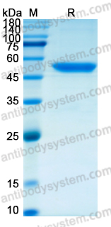 Recombinant Human FGF9 Protein, N-Fc