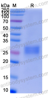 Recombinant Human CD32b/FCGR2B Protein, C-His