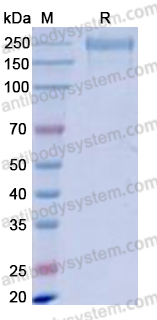 Recombinant Human CD171/L1CAM Protein, C-Fc