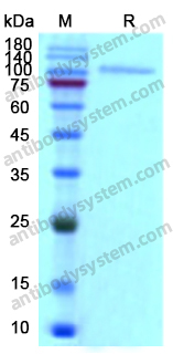 Recombinant Human DSG3 Protein, C-Fc