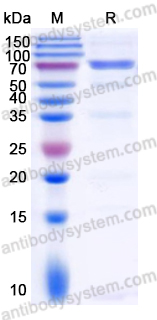 Recombinant Human DSG3 Protein, C-His