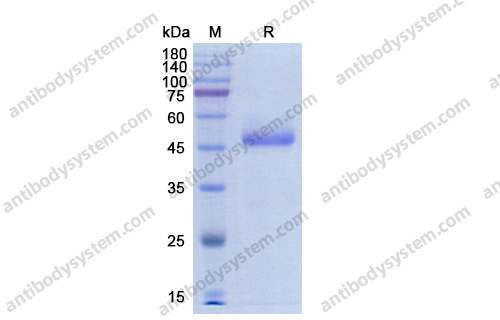 Recombinant Human CD70 Protein, N-Fc