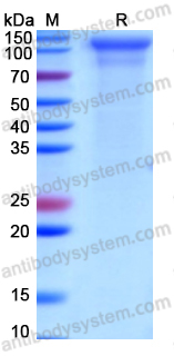 Recombinant Human CD144/CDH5 Protein, C-Fc