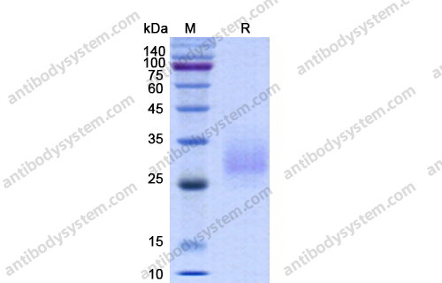 Recombinant Human CD147/BSG Protein, C-His