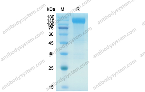 Recombinant Human CD309/KDR/VEGFR-2 Protein, C-His